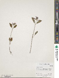 Prunella vulgaris image