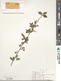 Cotoneaster dielsianus image