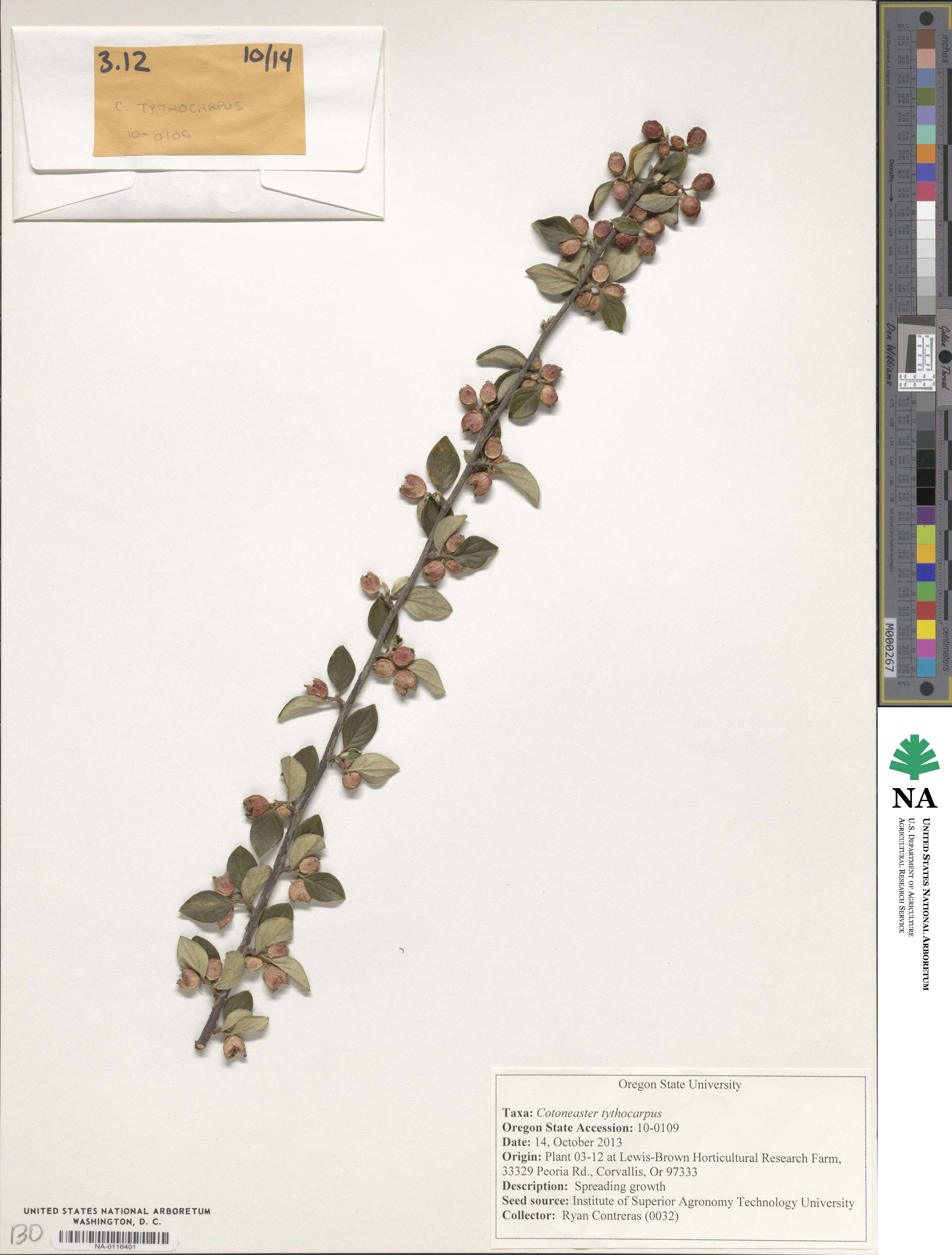 Cotoneaster tytthocarpus image