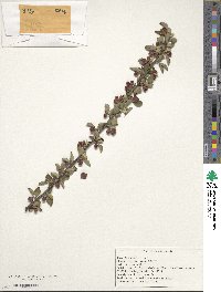 Image of Cotoneaster bradyi