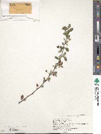 Cotoneaster acutifolius image