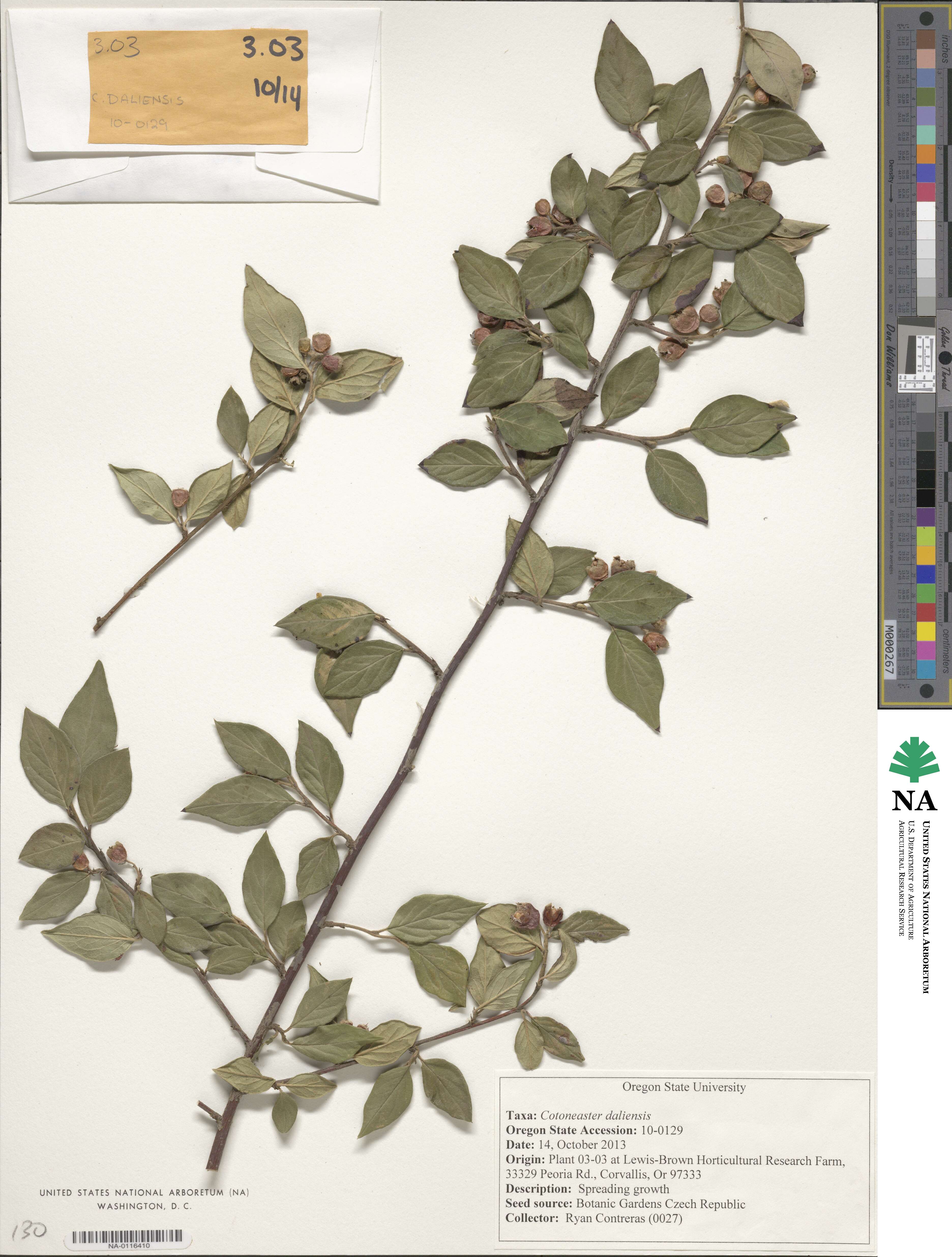 Cotoneaster daliensis image