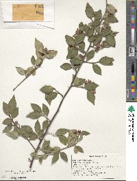 Image of Cotoneaster daliensis