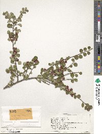 Image of Cotoneaster hjelmqvistii