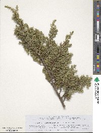 Juniperus communis var. saxatilis image