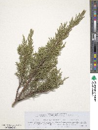 Juniperus pseudosabina image