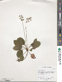 Pyrola elliptica image