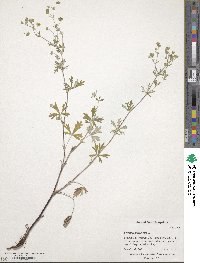 Potentilla intermedia image