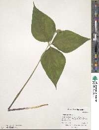 Trillium erectum image