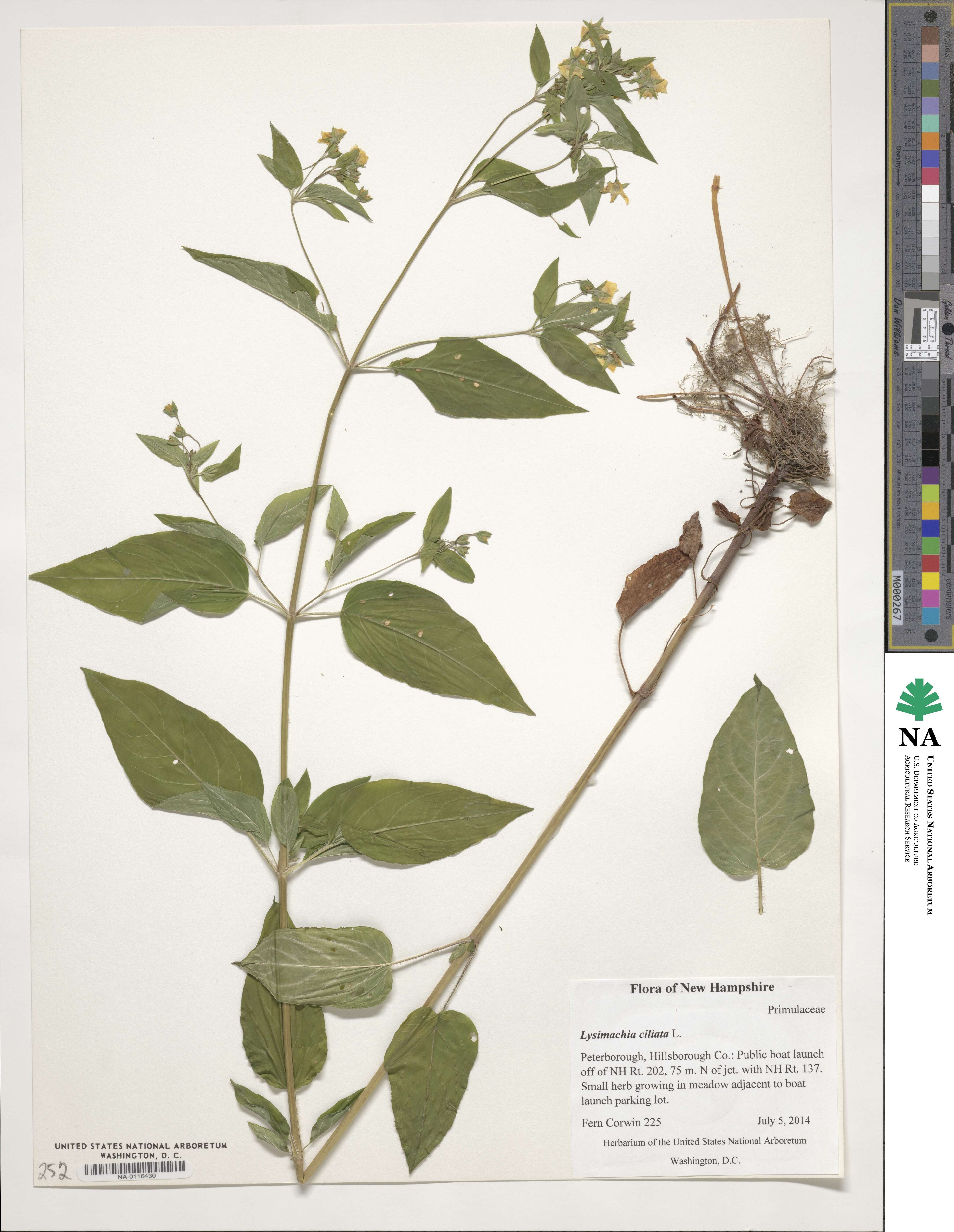 Lysimachia image