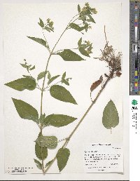 Lysimachia ciliata image