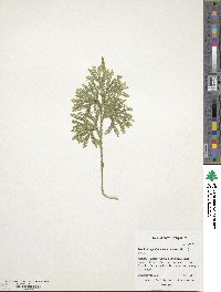 Image of Dendrolycopodium dendroideum