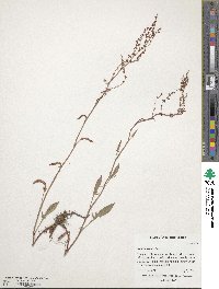 Rumex acetosella image