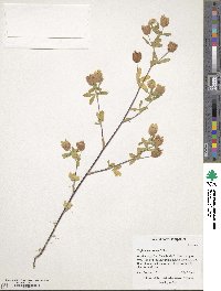 Trifolium aureum image