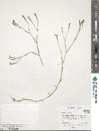 Dianthus deltoides image