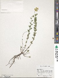 Lotus corniculatus image