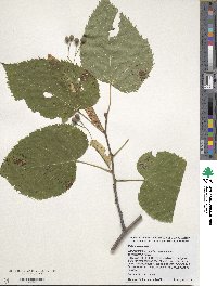 Tilia americana image