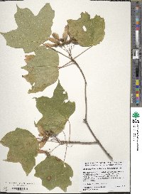 Acer saccharum subsp. saccharum image