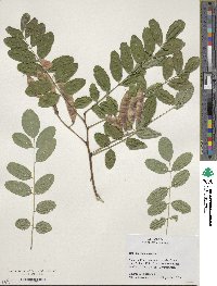 Robinia pseudoacacia image