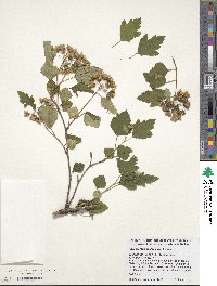 Physocarpus opulifolius image