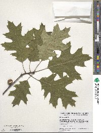 Quercus rubra image