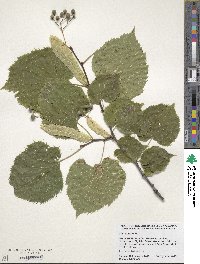 Tilia americana image