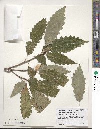 Quercus muehlenbergii image