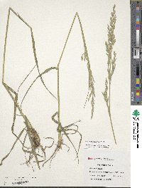 Bromus catharticus image