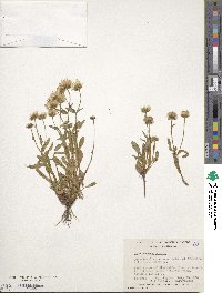 Erigeron acris image