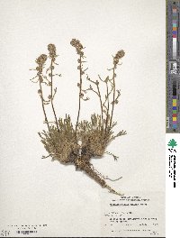 Artemisia groenlandica image