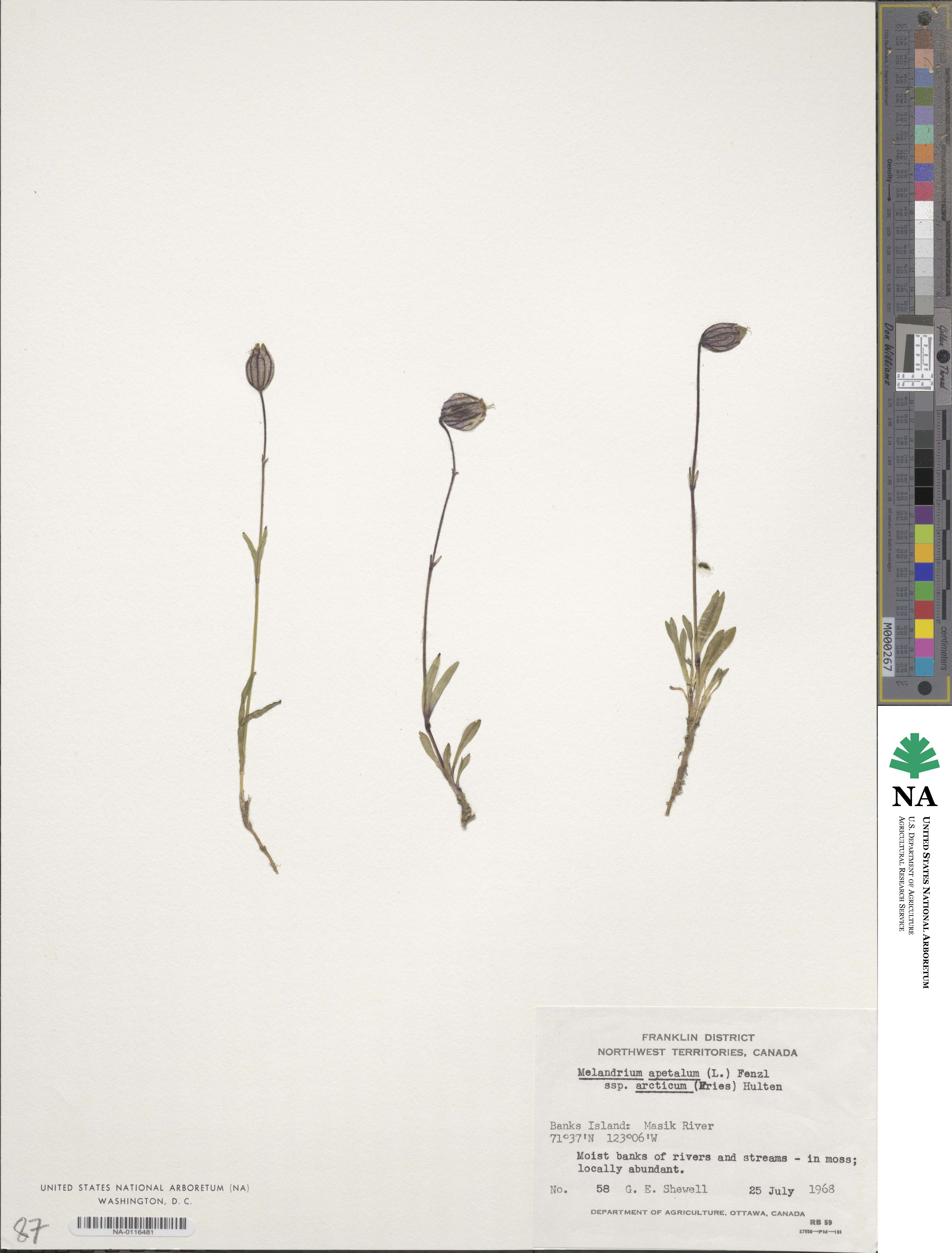 Silene uralensis subsp. uralensis image