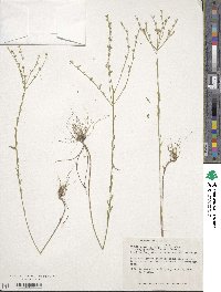 Linum medium var. texanum image