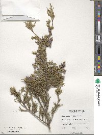 Juniperus virginiana image