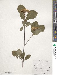 Viburnum cassinoides image