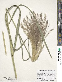 Miscanthus sinensis image