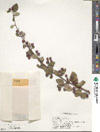 Cotoneaster zabelii image