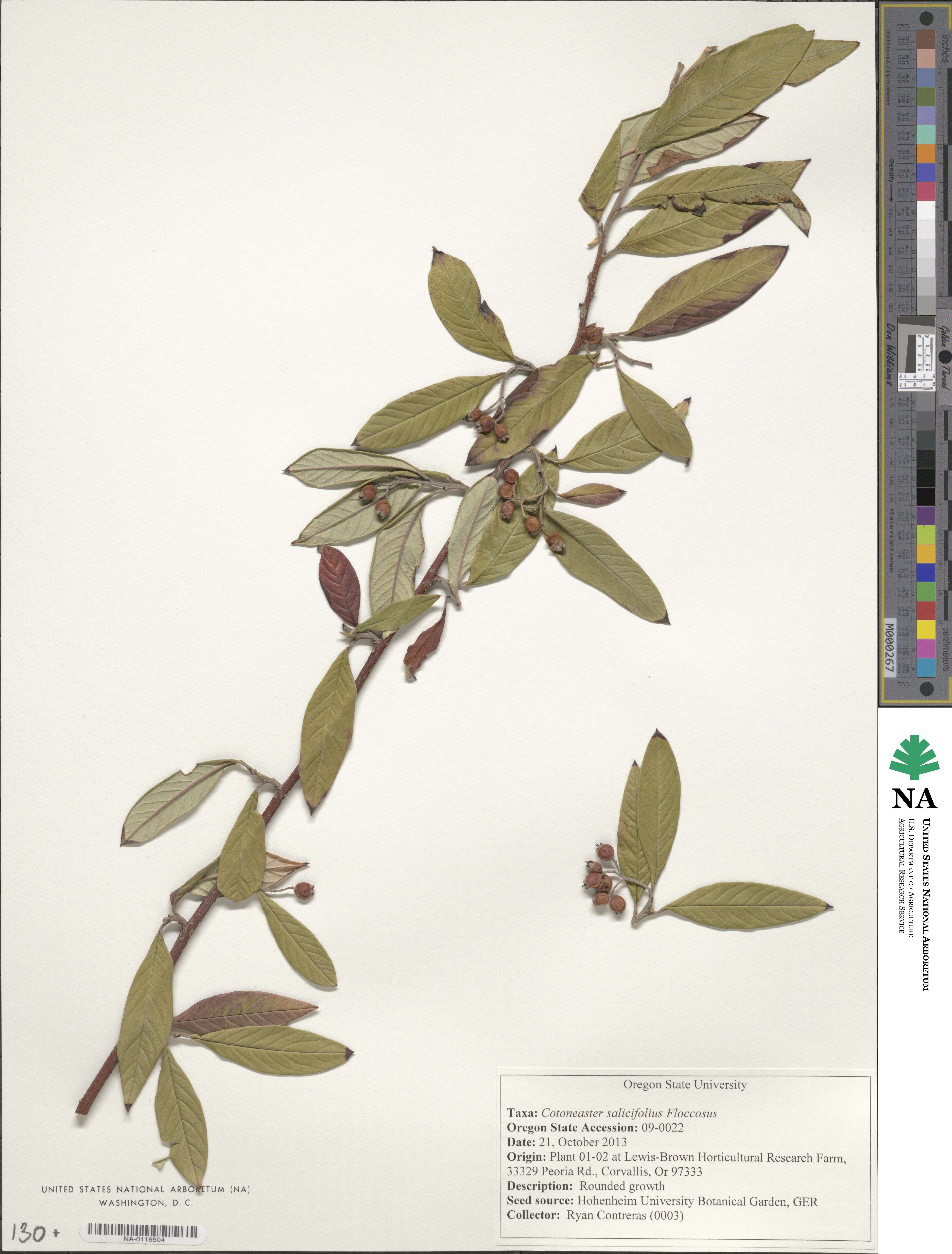 Cotoneaster salicifolius var. salicifolius image