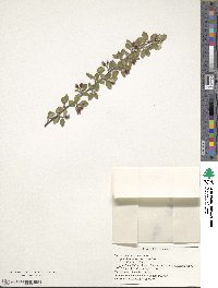 Cotoneaster pannosus image