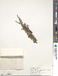 Cotoneaster microphyllus image