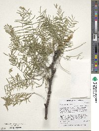 Prosopis chilensis image