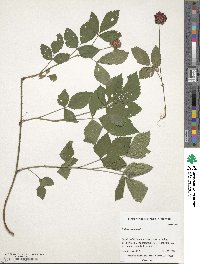 Rubus canadensis image