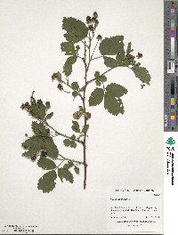 Rubus canadensis image