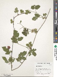 Rubus canadensis image