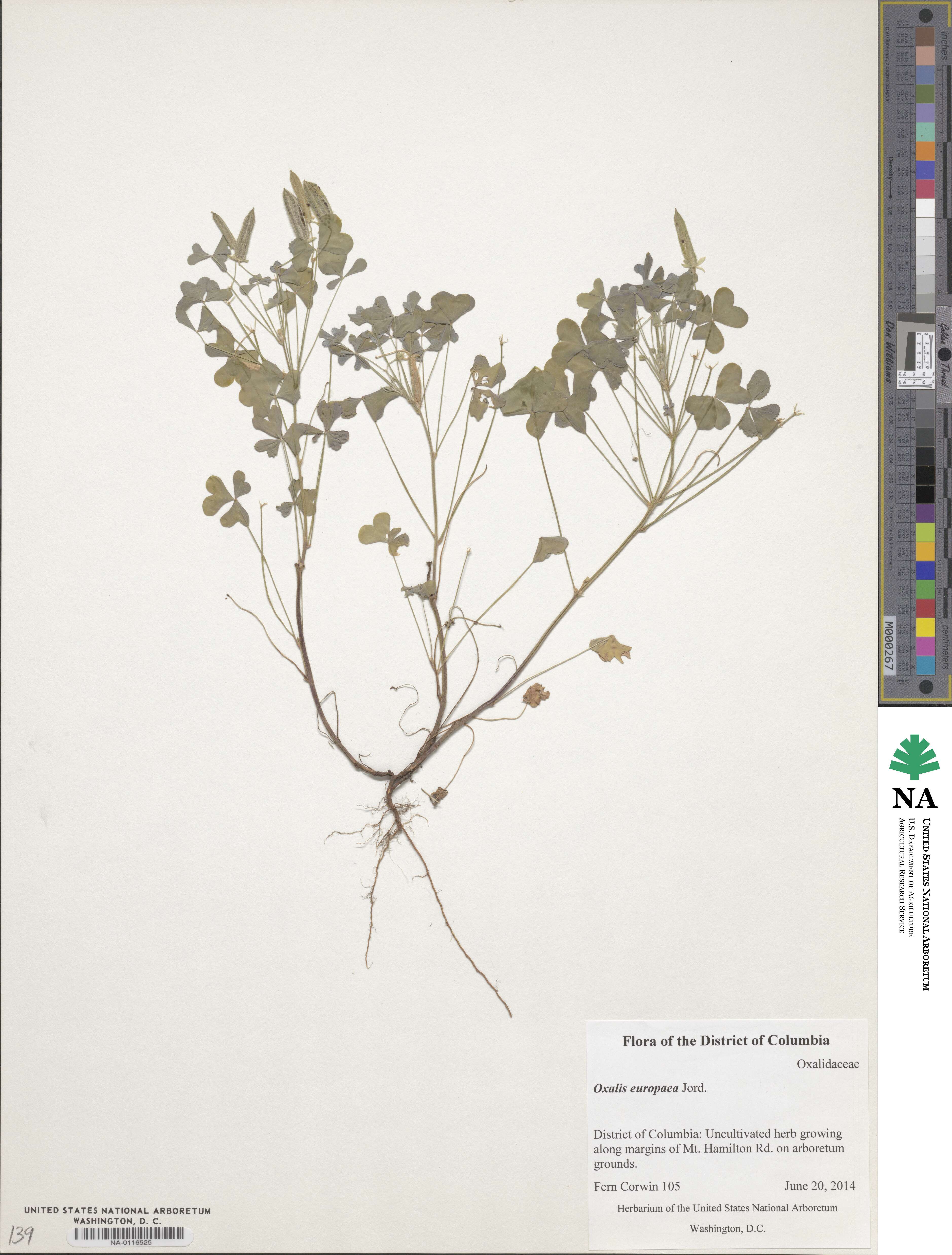 Oxalis stricta image