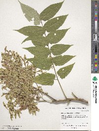 Ailanthus altissima image