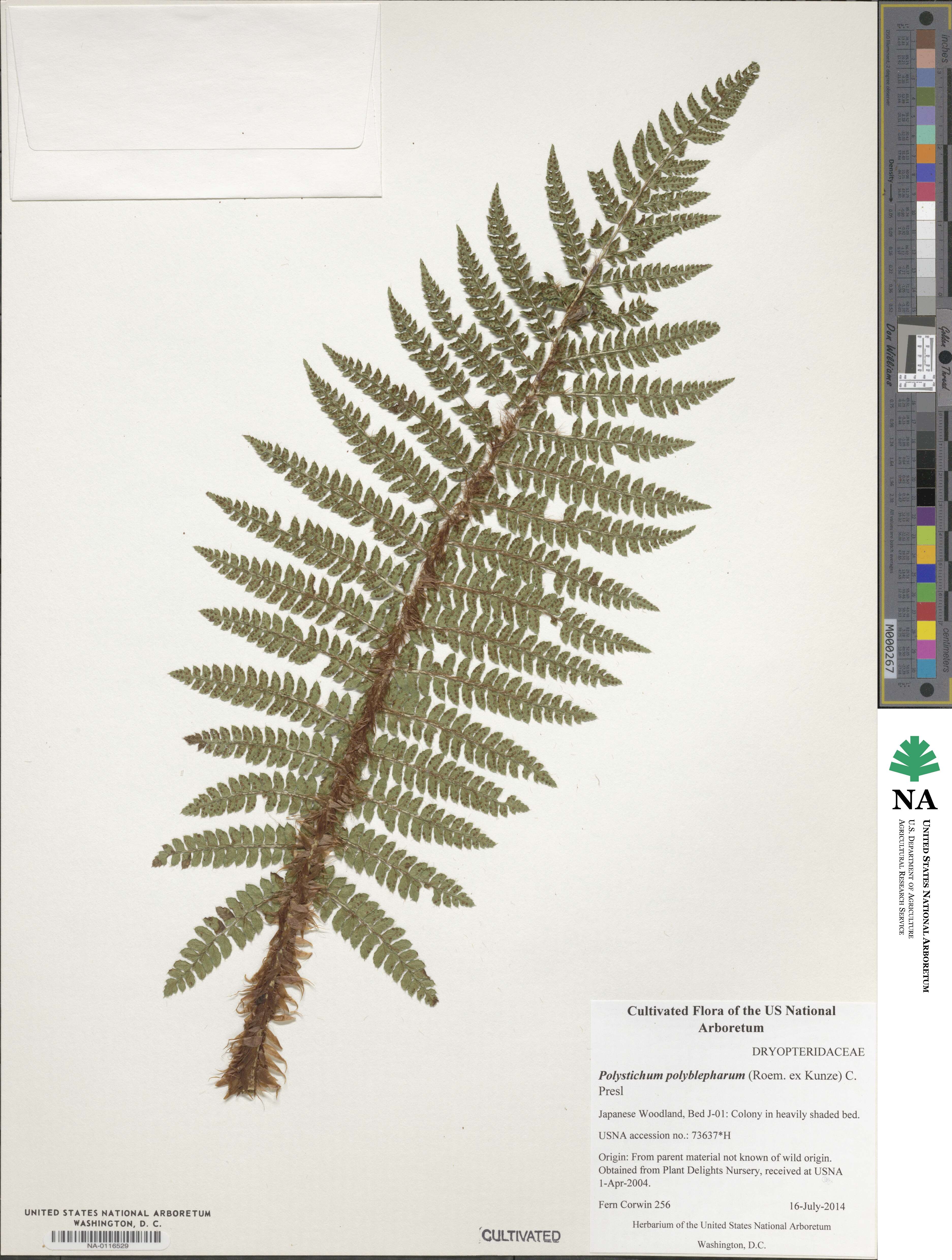 Polystichum polyblepharum image