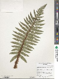 Polystichum polyblepharum image