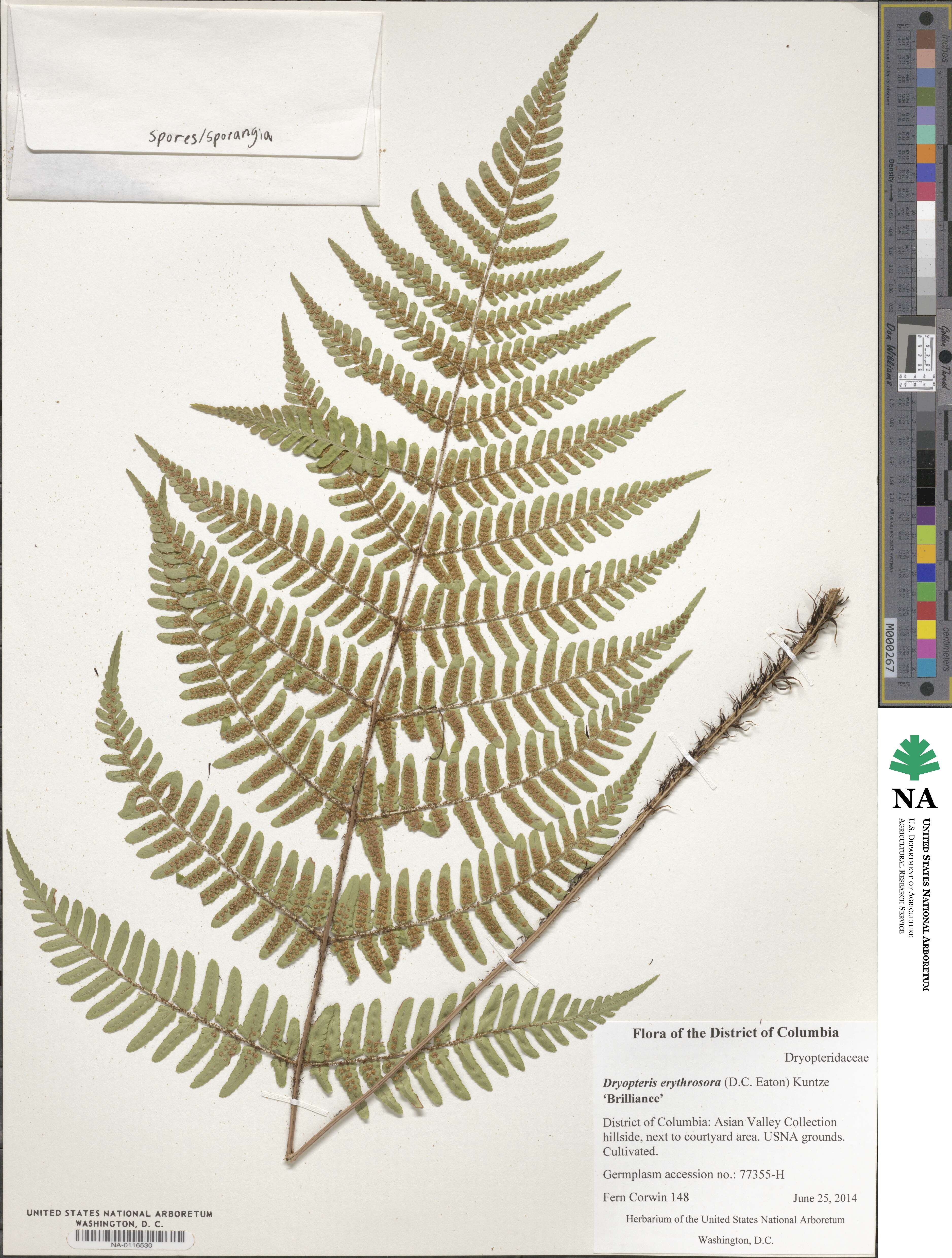 Dryopteris erythrosora image