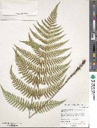 Dryopteris erythrosora image