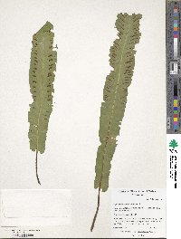Asplenium scolopendrium image